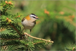 <p>KRÁLÍČEK OHNIVÝ (Regulus ignicapillus) Šluknovsko-Jiříkov --- /Firecrest - Sommergoldhähnchen/</p>