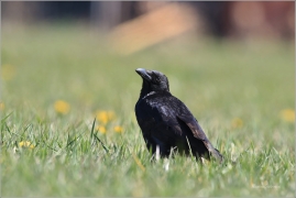 <p>VRÁNA OBECNÁ ČERNÁ (Corvus corone) Šluknovsko - Jiříkov ---- /Carrion crow - Aaskrähe/</p>