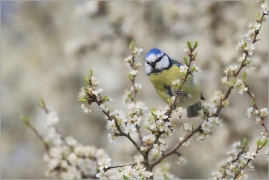<p>SÝKORA MODŘINKA (Cyanistes caeruleus) ---- /Eurasian blue tit - Blaumeise/</p>