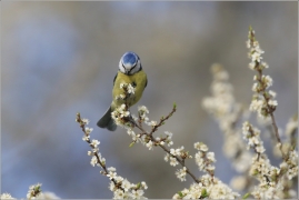 <p>SÝKORA MODŘINKA (Cyanistes caeruleus) ---- /Eurasian blue tit - Blaumeise/</p>