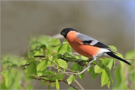 <p>HÝL OBECNÝ (Pyrrhula pyrrhula) Šluknovsko - Jiříkov ------- /Eurasian bullfinch - Gimpel/</p>