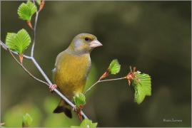 <p>ZVONEK ZELENÝ (Carduelis chloris) ---- /European greenfinch - Grünfink/</p>