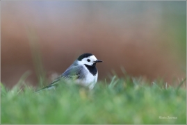 <p>KONIPAS BÍLÝ (Motacilla alba) /White wagtail - Bachstelze/</p>