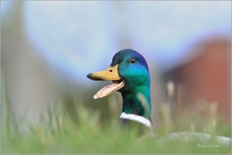 <p>KACHNA DIVOKÁ (Anas platyrhynchos) /Mallard - Stockente/</p>