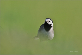 <p>KONIPAS BÍLÝ (Motacilla alba) /White wagtail - Bachstelze/</p>