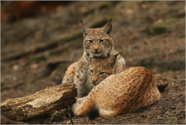 <p>RYS OSTROVID (Lynx lynx) ---- /Eurasian lynx - Eurasischer Luchs/</p>