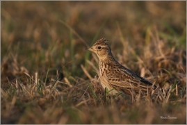 <p>SKŘIVAN POLNÍ (Alauda arvensis) - Šluknovsko, Jiříkov ---- /Eurasian skylark - Feldlerche/</p>