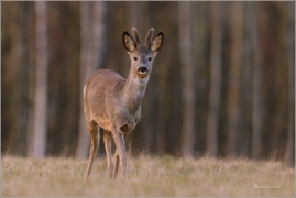 <p>SRNEC OBECNÝ (Capreolus capreolus) --- /European roe deer - Reh/</p>