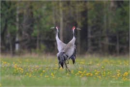 <p>JEŘÁB POPELAVÝ (Grus grus) - Šluknovsko, Království ---- /Common crane - Kranich/</p>
