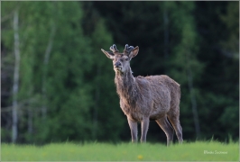 <p>JELEN LESNÍ (Cervus elaphus) Šluknovsko - Valdek --- / Red deer / Rothirsch</p>