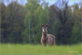 <p>JELEN LESNÍ (Cervus elaphus) - Šluknovsko-Valdek --- / Red deer / Rothirsch</p>