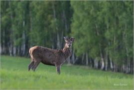<p>JELEN LESNÍ (Cervus elaphus) - Šluknovsko - Valdek --- / Red deer / Rothirsch</p>