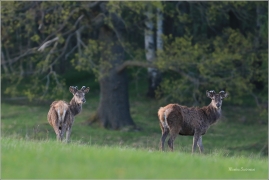 <p>JELEN LESNÍ (Cervus elaphus) Šluknovsko - Valdek --- / Red deer / Rothirsch</p>