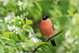 <p>HÝL OBECNÝ (Pyrrhula pyrrhula) Šluknovsko - Jiříkov ------- /Eurasian bullfinch - Gimpel/</p>