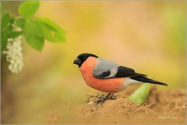 <p>HÝL OBECNÝ (Pyrrhula pyrrhula) Šluknovsko - Jiříkov ------- /Eurasian bullfinch - Gimpel/</p>