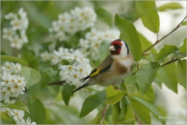 <p>STEHLÍK OBECNÝ (Carduelis carduelis) - Šluknovsko - Jiříkov ---- /European goldfinch - Stieglitz/
</p>