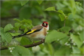 <p>STEHLÍK OBECNÝ (Carduelis carduelis) - Šluknovsko - Jiříkov ---- /European goldfinch - Stieglitz/</p>
