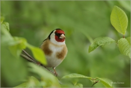 <p>STEHLÍK OBECNÝ (Carduelis carduelis) - Šluknovsko - Jiříkov ---- /European goldfinch - Stieglitz/</p>