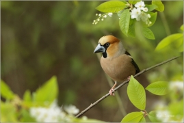 <p>DLASK TLUSTOZOBÝ (Coccothraustes coccothraustes) Šluknovsko - Jiříkov ---- /Hawfinch - Kernbeißer/</p>