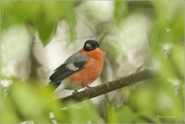 <p>HÝL OBECNÝ (Pyrrhula pyrrhula) Šluknovsko - Jiříkov ------- /Eurasian bullfinch - Gimpel/
</p>