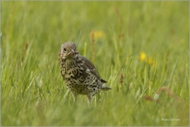 <p>DROZD BRÁVNÍK (Turdus viscivorus) Šluknovsko-Jiříkov ---- /Mistle thrush - Misteldrossel/</p>