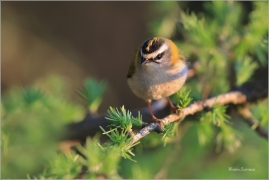 <p>KRÁLÍČEK OHNIVÝ (Regulus ignicapillus) Šluknovsko-Jiříkov --- /Firecrest - Sommergoldhähnchen/</p>