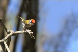 <p>KRÁLÍČEK OHNIVÝ (Regulus ignicapillus) Šluknovsko-Jiříkov --- /Firecrest - Sommergoldhähnchen/</p>