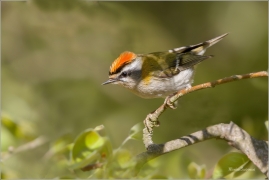 <p>KRÁLÍČEK OHNIVÝ (Regulus ignicapillus) Šluknovsko-Jiříkov --- /Firecrest - Sommergoldhähnchen/</p>