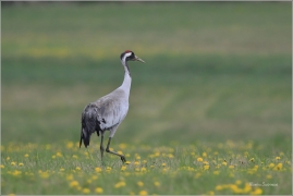 <p>JEŘÁB POPELAVÝ (Grus grus) - Šluknovsko, Království ---- /Common crane - Kranich/</p>