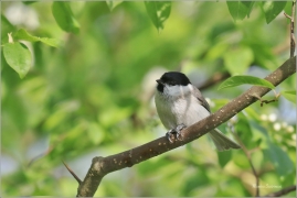 <p>SÝKORA BABKA ( Parus palustris) /Marsh tit - Sumpfmeise/</p>