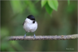 <p>SÝKORA BABKA ( Parus palustris) /Marsh tit - Sumpfmeise/</p>