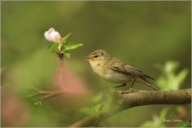 <p>BUDNÍČEK VĚTŠÍ (Phylloscopus trochilus) - Jiříkov ---- /Willow warbler – Fitis/</p>