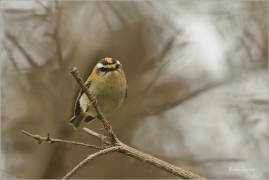 <p>KRÁLÍČEK OHNIVÝ (Regulus ignicapillus) Šluknovsko-Jiříkov --- /Firecrest - Sommergoldhähnchen/</p>