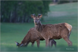 <p>JELEN LESNÍ (Cervus elaphus) Šluknovsko - Valdek --- / Red deer / Rothirsch</p>