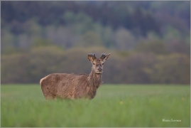 <p>JELEN LESNÍ (Cervus elaphus) Šluknovsko - Valdek --- / Red deer / Rothirsch</p>