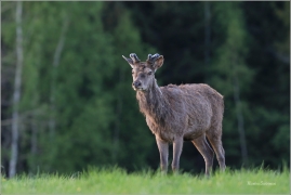 <p>JELEN LESNÍ (Cervus elaphus) Šluknovsko - Valdek --- / Red deer / Rothirsch</p>