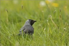 <p>KAVKA OBECNÁ (Corvus monedula) /Western jackdaw - Dohle/</p>