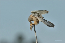 <p>POŠTOLKA OBECNÁ (Falco tinnunculus) Šluknovsko-Jiřkov ---- /Common kestrel - Turmfalke/</p>