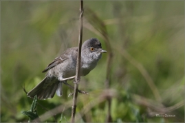 <p>PĚNICE VLAŠSKÁ (Sylvia nisoria)- Dolní Podluží /Berred warbler - Sperbergrasmücke/</p>