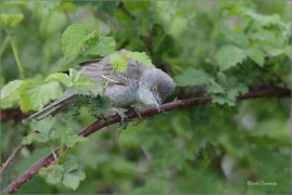 <p>PĚNICE VLAŠSKÁ (Sylvia nisoria)- Dolní Podluží /Berred warbler - Sperbergrasmücke/</p>
