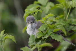 <p>PĚNICE VLAŠSKÁ (Sylvia nisoria)- Dolní Podluží /Berred warbler - Sperbergerasmücke/</p>