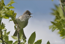 <p>PĚNICE VLAŠSKÁ (Sylvia nisoria)- Dolní Podluží /Berred warbler - Sperbergrasmücke/</p>