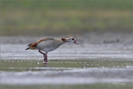 <p>HUSICE NILSKÁ (Alopochen aegyptiaca) Varnsdorf --- /Egyptian goose - Nilgans/</p>