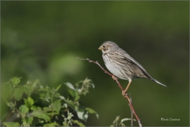 <p>STRNAD LUČNÍ (Emberiza calandra) Šluknovsko -Jiříkov ----- /Corn bunting – Grauammer/</p>