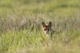<p>LIŠKA OBECNÁ (Vulpes vulpes) Šluknovsko - Valdek /Red fox - Rotfuchs/</p>