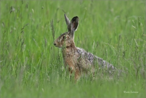 <p>ZAJÍC POLNÍ (Lepus europaeus) Šluknovsko - Valdek ---- /European hare - Feldhase/</p>