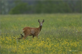 <p>SRNEC OBECNÝ (Capreolus capreolus) Šluknovsko - Království --- /European roe deer - Reh/</p>