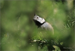 <p>SÝKORA PARUKÁŘKA - Šluknovsko - Harta (Lophophanes cristatus) ---- /Crested tit - Haubenmeise/</p>