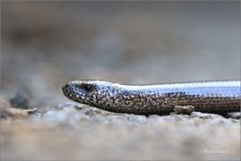 <p>SLEPÝŠ KŘEHKÝ (Anguis fragilis) Šluknovsko-Harta ---- /Blindworm - Blindschleiche/</p>