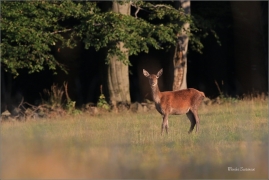 <p>JELEN LESNÍ (Cervus elaphus) Lužické hory - pod Studencem / Red deer / Rothirsch</p>